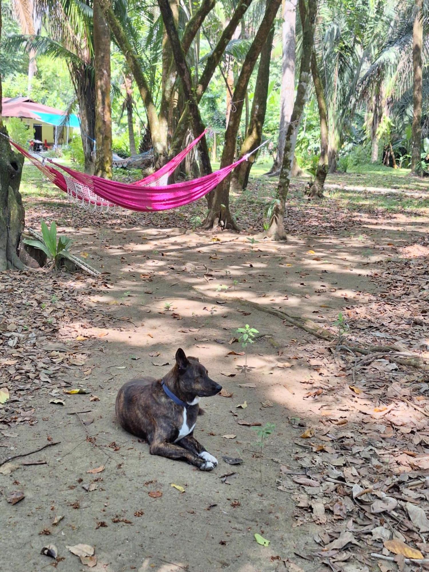 Four Monkeys Eco Lodge - Jungle & Beach Cabo Matapalo المظهر الخارجي الصورة